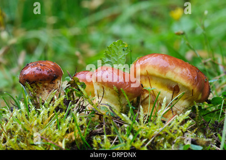 Lärche Röhrenpilze (Suillus Grevillei), Körper frische Fruchtkörper wachsen in Grünland am Lound, Nottinghamshire. Oktober. Stockfoto