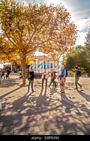 Ein Professor spricht mit Schülern am späten Nachmittag unter einem Baum auf dem Campus der University of California in Berkeley. Stockfoto