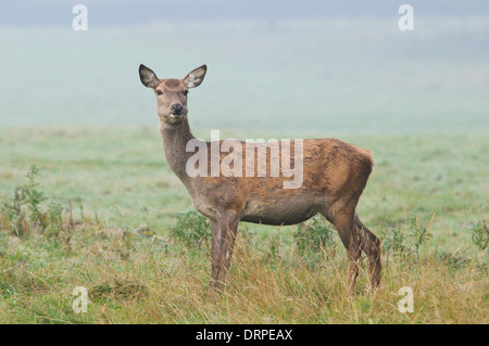 Rothirsch (Cervus Elaphus) Hind im Grasland an einem nebligen Morgen in der Nähe von Ripon, Nordyorkshire. Oktober. Stockfoto