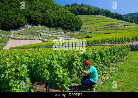 Arbeiter trimmen Chablais Reben auf Weingut Clos du Rocher in Yvorne in der Chablais-Region der Schweiz Stockfoto