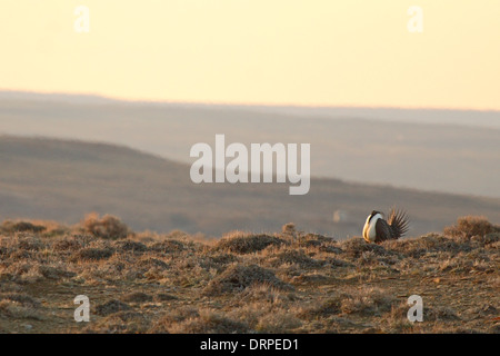 Eine männliche Sage Grouse anzeigen auf einem kleinen Hügel in der Morgendämmerung. Stockfoto