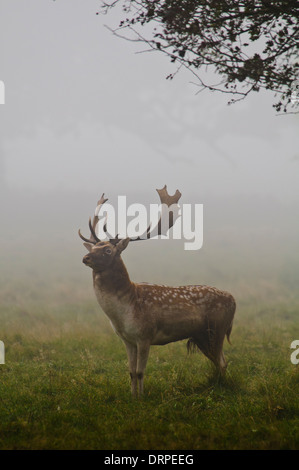 Damhirsch (Dama Dama), Erwachsene Buck stehen in kurzen Rasen an einem nebligen Morgen, in der Nähe von Ripon, Nordyorkshire. Oktober. Stockfoto