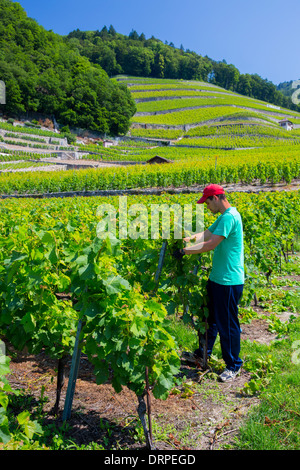 Arbeiter trimmen Chablais Reben auf Weingut Clos du Rocher in Yvorne in der Chablais-Region der Schweiz Stockfoto