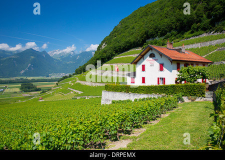 Chablais Reben auf Weingut Clos du Rocher in Yvorne in der Chablais-Region der Schweiz Stockfoto