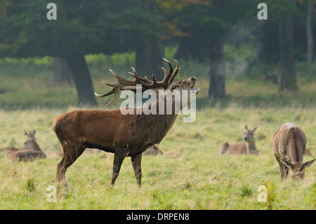 Rothirsch (Cervus Elaphus), brüllen 14 Punkt Hirsch mit seinen Harem an einem nebligen Tag im Grünland in der Nähe von Ripon, Nordyorkshire. Stockfoto