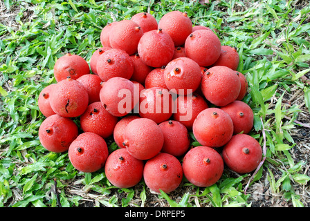 Liebe ist (Palmenfrucht) Stockfoto