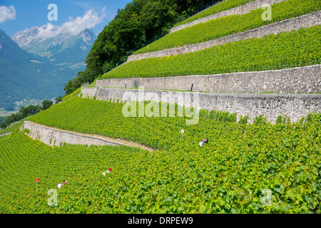 Arbeitnehmer, die Spritzen Chablais Reben auf Weingut Clos du Rocher in Yvorne in der Chablais-Region der Schweiz Stockfoto