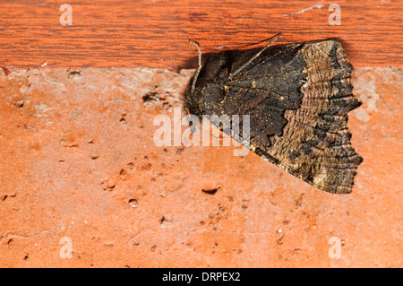 Kleiner Fuchs (Aglais Urticae), Erwachsenen im Ruhezustand unter einem Regal in einer Garage in Sowerby, Thirsk, North Yorkshire. Oktober. Stockfoto