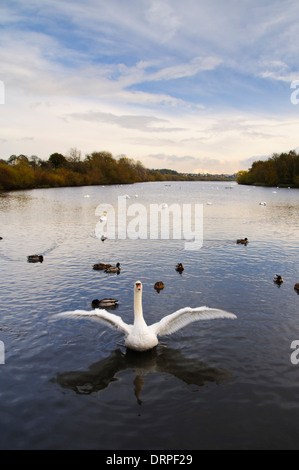 Höckerschwan (Cygnus Olor), Erwachsene Flügelschlagen auf der Ost-See bei RSPB Fairburn Ings, Castleford, West Yorkshire. November. Stockfoto