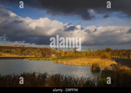 Feuchtgebiet und Schilfbeetes Lebensraum an RSPB Fairburn Ings, Castleford, West Yorkshire. November. Stockfoto