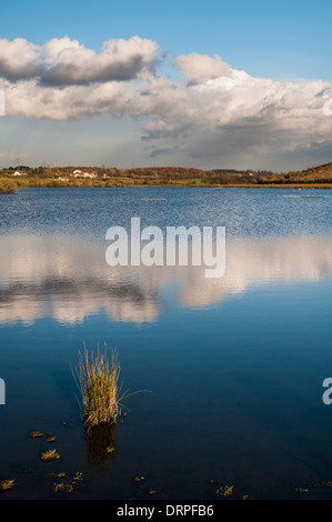 Feuchtgebiet und Schilfbeetes Lebensraum an RSPB Fairburn Ings, Castleford, West Yorkshire. November. Stockfoto