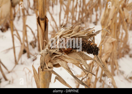 Ein Bereich der Mais steht noch im Winterschnee in den Berkshires in Massachusetts. Stockfoto