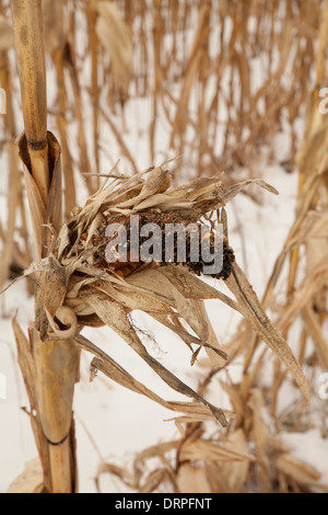 Ein Bereich der Mais steht noch im Winterschnee in den Berkshires in Massachusetts. Stockfoto