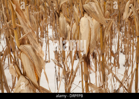 Ein Bereich der Mais steht noch im Winterschnee in den Berkshires in Massachusetts. Stockfoto