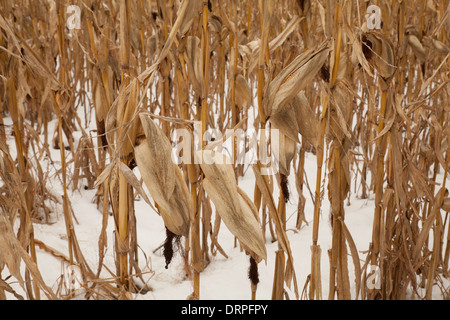 Ein Bereich der Mais steht noch im Winterschnee in den Berkshires in Massachusetts. Stockfoto