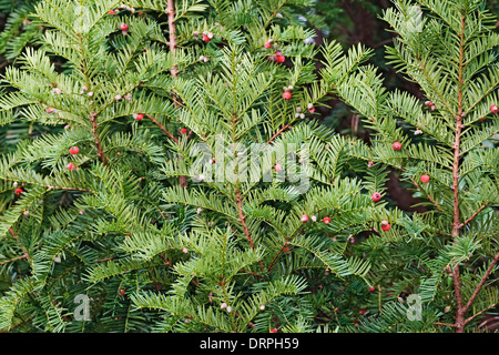 Englische Eibe (Taxus Baccata). Stockfoto