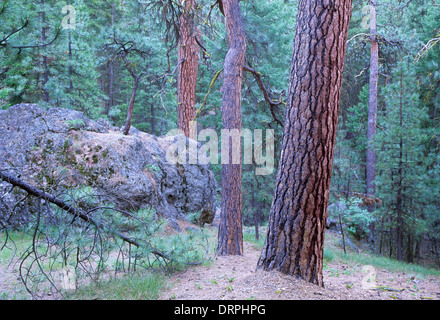 Gelb-Kiefer (Pinus Ponderosa) auf Steins Säule Trail, Ochoco National Forest, Oregon Stockfoto