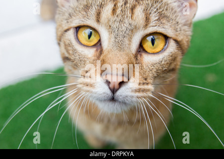 nette und lustige Katze Blick in die Linse Stockfoto