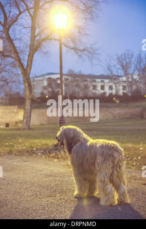 weißer Hund Bergamasco im Park bei Sonnenuntergang Stockfoto
