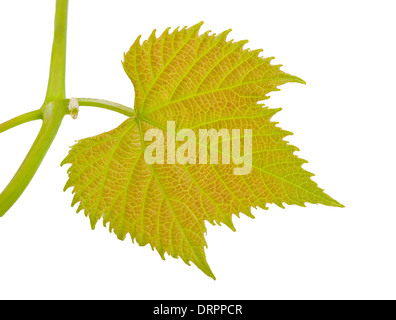 Weinblatt isoliert auf weiss Stockfoto