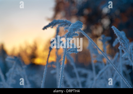 Winter-Szene. Frozenned Blume Stockfoto