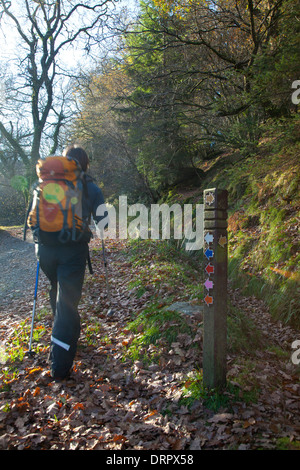 Walker im Lugduff Wald, Glendalough, Wicklow Mountains Nationalpark, County Wicklow, Irland. Stockfoto