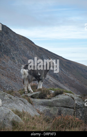 Wilde Ziege in der oberen Glendalough Tal, Wicklow Mountains Nationalpark, County Wicklow, Irland. Stockfoto