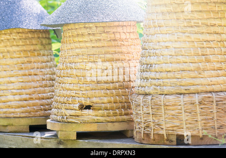 Nahaufnahme von Bienenstöcken in ländlicher Umgebung, Schweden Stockfoto