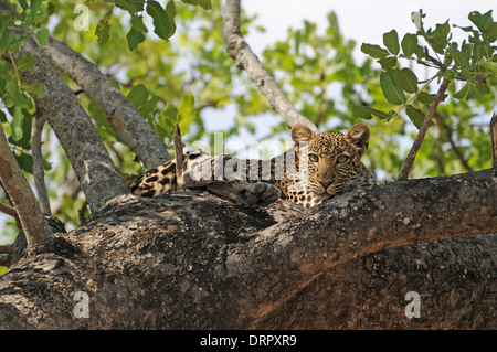 Leoparden (Panthera Pardus) ruht in einem Baum während der heißesten Zeit des Tages. Stockfoto