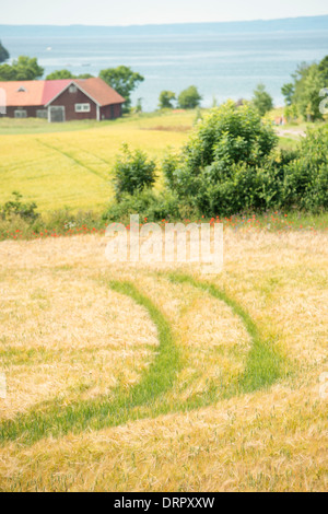 Ackerland mit Gerstenfeld, Schweden Stockfoto