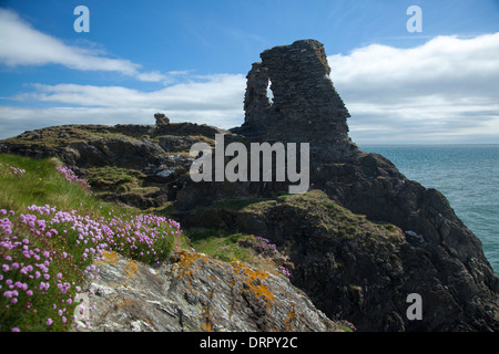 Sparsamkeit wächst unter der schwarzen Burg, Wicklow, County Wicklow, Ireland. Stockfoto