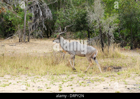 Große Kudu (Tragelaphus Strepsiceros). Männlichen Erwachsenen. Stockfoto