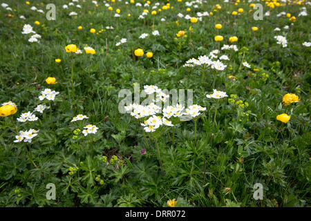Alpinen Wildblumen, Trollblumen und Mountain Avens, Dryas Octopetala in voller Blüte unter den Schweizer Alpen, Schweiz Stockfoto