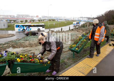 Sotschi, Russland. 31. Januar 2014. Viola-Blumen Pflanzen Gärtner am Straßenrand neben dem Olympischen Park in Sotschi, Russland, 31. Januar 2014. Die Olympischen Winterspiele 2014 in Sotschi von 07 bis 23. Februar 2014 laufen. Foto: Christian Charisius/Dpa/Alamy Live News Stockfoto