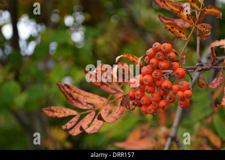 Eberesche Filialen mit reifen roten Beeren Stockfoto