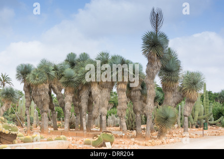 Hain von Palmen und Kakteen, Garten Botanicactus, Mallorca, Balearen, Spanien. Stockfoto