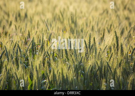 Weizen wächst in einem Feld in warmes Licht am Nachmittag, in der Nähe von Griffith, New South Wales, Australien Stockfoto