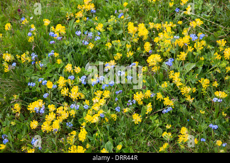 Alpinen Wildblumen, Vergissmeinnicht, Myosotis Alpestris und Berg Schlüsselblume, Primula Auriculata, Schweizer Alpen Wiese, Schweiz Stockfoto