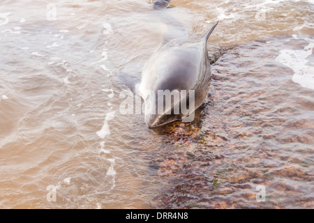 Ein Schweinswal gestrandet an einem Strand bei niedrigen Newton am Meer auf der Northumberland Küste, UK Stockfoto