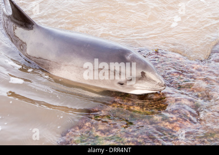 Ein Schweinswal gestrandet an einem Strand bei niedrigen Newton am Meer auf der Northumberland Küste, UK Stockfoto