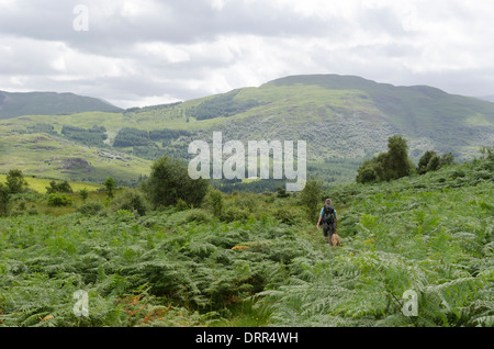 Eine Dogwalker eine Spur auf den Hügeln in Mull, in der Nähe von Salen an einem sonnigen (und bewölkt) Sommertag zu genießen. Stockfoto