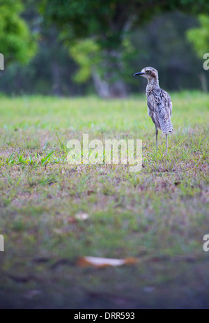 Bush-Thick-knee (Burhinus Grallarius) auch bekannt als Bush Stein-Brachvogel, in der Nähe von Cairns, Queensland, Australien Stockfoto