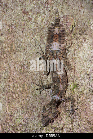 Nördlichen Blatt Tailed Gecko (Phyllurus Cornutus) am Stamm eines Baumes, Dinden Nationalpark, Queensland, Australien Stockfoto