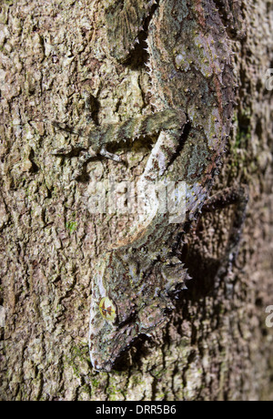 Nördlichen Blatt Tailed Gecko (Phyllurus Cornutus) am Stamm eines Baumes, Dinden Nationalpark, Queensland, Australien Stockfoto