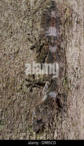 Nördlichen Blatt Tailed Gecko (Phyllurus Cornutus) am Stamm eines Baumes, Dinden Nationalpark, Queensland, Australien Stockfoto