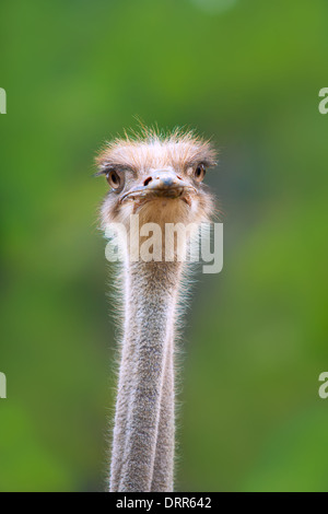 Strauß Vogel Kopf und Hals vorne Porträt im park Stockfoto