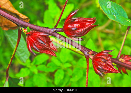 Roselle Früchte am Baum im Garten, Thailand. Verwenden Sie für aus lokalen süßen Saft Stockfoto