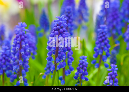 Muscari Armeniacum Blume oder allgemein bekannt als Trauben Hyazinthe in einem Frühlingsgarten. Stockfoto