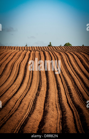 Bauernhof mit Hügeln und Zeilen und frisch gepflanzten. Stockfoto