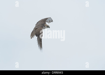 Sakerfalke Falco Cherrug, Saker Falcon Stockfoto